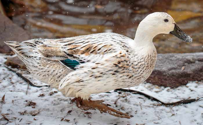 welsh-harlequin-ducks